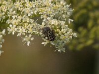 Graphomya maculata 8, Saxifraga-Jan van der Straaten