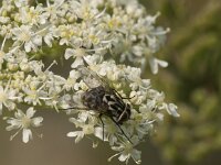 Graphomya maculata 9, Saxifraga-Jan van der Straaten