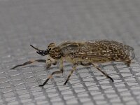 Haematopota pluvialis 01 #03236 : Haematopota pluvialis, Horse fly, Gewone regendaas