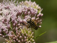 Helophilus pendulus 33, Gewone pendelvlieg, Saxifraga-Jan van der Straaten