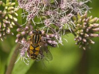 Helophilus pendulus 36, Gewone pendelvlieg, Saxifraga-Jan van der Straaten