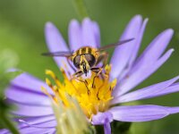 Helophilus pendulus 42, Gewone pendelvlieg, female, Saxifraga-Bart Heijne