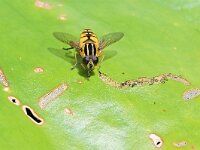 Helophilus pendulus 43, Gewone pendelvlieg, Saxifraga-Tom Heijnen