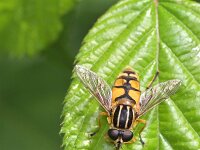Helophilus pendulus 47, Gewone pendelvlieg, Saxifraga-Tom Heijnen