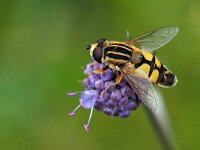Helophilus trivittatus 24, Citroenpendelvlieg, Saxifraga-Hans Dekker