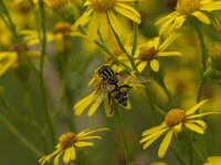 Helophilus trivittatus 31, Citroenpendelvlieg, Saxifraga-Jan van der Straaten