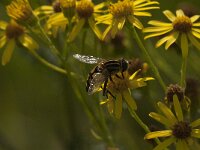Helophilus trivittatus 36, Citroenpendelvlieg, Saxifraga-Jan van der Straaten