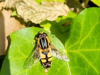 Helophilus trivittatus 37, Citroenpendelvlieg, Saxifraga-Ben Delbaere