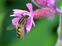 Helophilus trivittatus 39, Citroenpendelvlieg, Saxifraga-Tom Heijnen