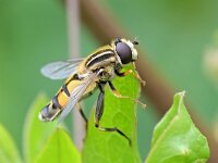 Helophilus trivittatus 42, Citroenpendelvlieg, Saxifraga-Tom Heijnen