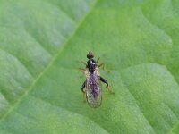 Hybos femoratus 2, Moerasgrashalmdansvlieg, Saxifraga-Tom Heijnen