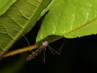 Limonia hercegovinae 2, Tuintweestreep, Saxifraga-Tom Heijnen