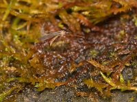 Limoniidae sp 4, Saxifraga-Tom Heijnen