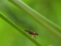 Lonchoptera lutea 5, Saxifraga-Ben Delbaere