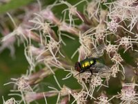 Lucilia sp 12, Vleesvlieg, Saxifraga-Jan van der Straaten