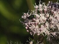 Lucilia sp 9, Vleesvlieg, Saxifraga-Jan van der Straaten