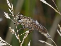 Machimus cingulatus #03592 : Machimus cingulatus, Robber fly, Ringpootroofvlieg, male
