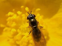 Melanostoma mellinum 9, Gewone driehoekszweefvlieg, Saxifraga-Ben Delbaere