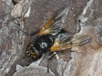 Mesembrina meridiana #05037 : Mesembrina meridiana, MId-day Fly, Schorsvlieg