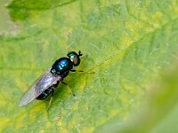 Microchrysa polita 4, Groene glimwapenvlieg, Saxifraga-Gerard de Jong : Groene glimwapenvlieg, Insect, Macro, Microchrysa polita, Overig, Saxifraga Beeldbank