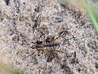 Micropeza corrigiolata 2, Saxifraga-Ben Delbaere