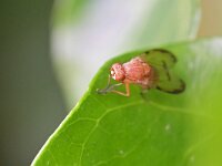 Minettia inusta 6, Saxifraga-Tom Heijnen