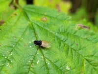 Minettia longipennis 2, Saxifraga-Ben Delbaere