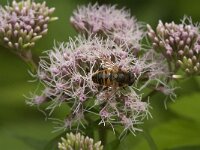 Myathropa florea 28, Doodskopzweefvlieg, Saxifraga-Jan van der Straaten
