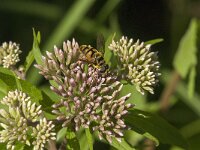 Myathropa florea 29, Doodskopzweefvlieg, Saxifraga-Jan van der Straaten