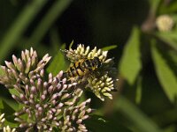 Myathropa florea 30, Doodskopzweefvlieg, Saxifraga-Jan van der Straaten