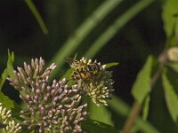 Myathropa florea 31, Doodskopzweefvlieg, Saxifraga-Jan van der Straaten