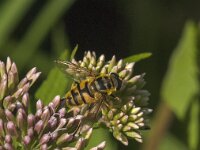 Myathropa florea 32, Doodskopzweefvlieg, Saxifraga-Jan van der Straaten
