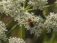 Myathropa florea 33, Doodskopzweefvlieg, Saxifraga-Jan van der Straaten
