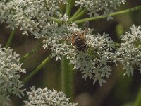 Myathropa florea 34, Doodskopzweefvlieg, Saxifraga-Jan van der Straaten