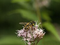 Myathropa florea 36, Doodskopzweefvlieg, Saxifraga-Jan van der Straaten