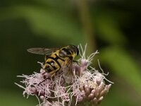 Myathropa florea 37, Doodskopzweefvlieg, Saxifraga-Jan van der Straaten