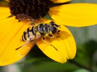 Myathropa florea 39, Doodskopzweefvlieg, Saxifraga-Luc Hoogenstein
