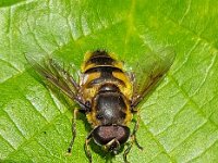 Myathropa florea 40, Doodskopzweefvlieg, Saxifraga-Ben Delbaere  IICSA���II