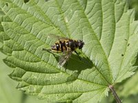 Myathropa florea 41, Doodskopzweefvlieg, Saxifraga-Willem van Kruijsbergen