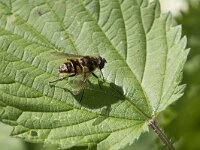 Myathropa florea 42, Doodskopzweefvlieg, Saxifraga-Willem van Kruijsbergen