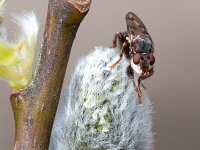 Myopa tessellatipennis 2, Gevlekt blaaskaakje, Saxifraga-Gerard de Jong : Gevlekt blaaskaakje, Insect, Macro, Myopa tessellatipennis, Overig