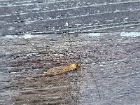 Nephrotoma scurra 3, Bruine tijger, Saxifraga-Ben Delbaere