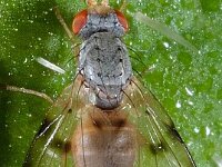 Boorvlieg 03 D4706  Boorvlieg Hardenberg op 21 juli 2013 : Naar Naturalis in 2013