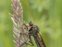 Pamponerus germanicus 6, Bruinvleugelroofvlieg, Saxifraga-Willem van Kruijsbergen
