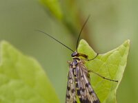 Panorpa communis 10, Schorpioenvlieg, Saxifraga-Jan Nijendijk