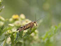 Panorpa communis 6, Schorpioenvlieg, Saxifraga-Jan Nijendijk