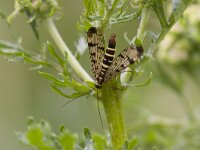 Panorpa communis 7, Schorpioenvlieg, Saxifraga-Jan Nijendijk