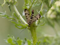 Panorpa communis 8, Schorpioenvlieg, Saxifraga-Jan Nijendijk