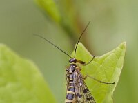 Panorpa communis 9, Schorpioenvlieg, Saxifraga-Jan Nijendijk