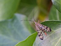 Panorpa germanica 4, Duitse schorpioenvlieg, Saxifraga-Tom Heijnen